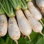 Potagères - Navet-Légume des Vertus Marteau - face recto